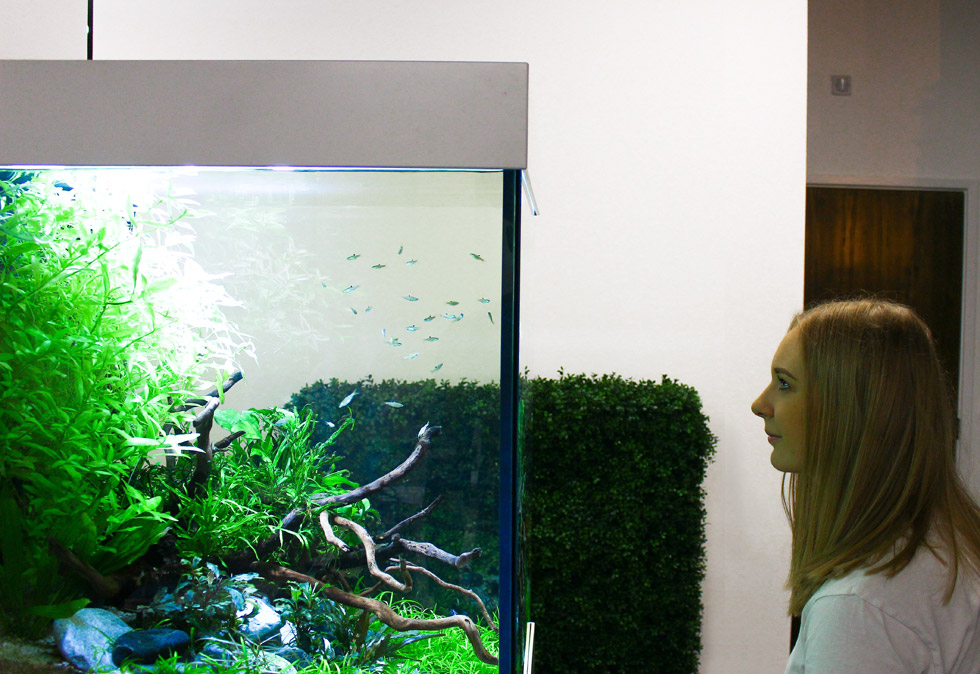 Study of biophilic design in the workplace with office based aquarium by ViDERE