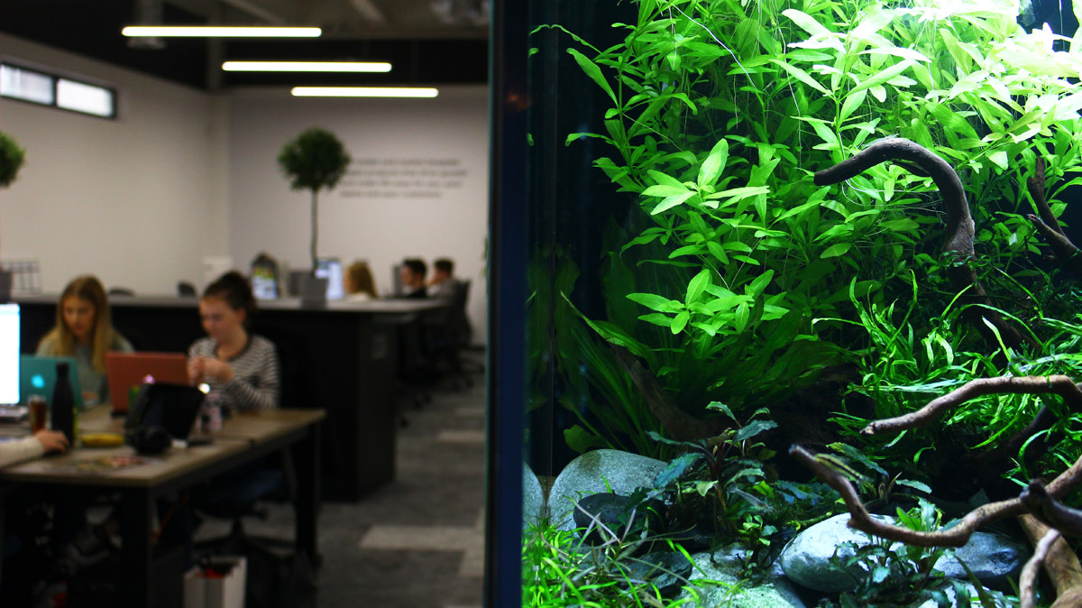 Biophilic design in the workplace with office based aquarium by ViDERE