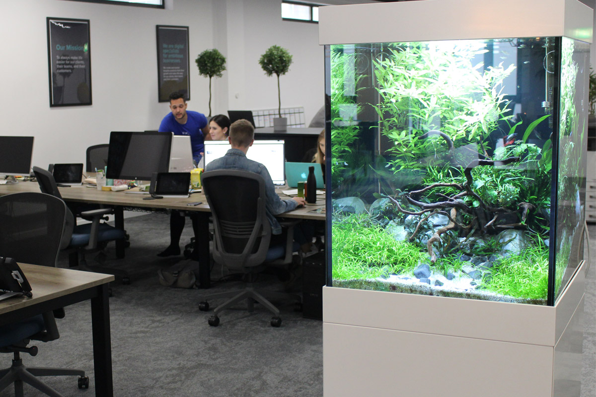 Studying the Therapeutic Impact of Aquariums & Biophilic Design in the Office